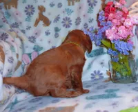 Liam, a male Cavalier King Charles Spaniel for sale in Woonsocket, RI – Photo 4 of 7