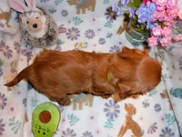 Liam, a male Cavalier King Charles Spaniel for sale in Woonsocket, RI – Photo 2 of 7