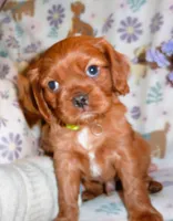 Liam, a male Cavalier King Charles Spaniel for sale in Woonsocket, RI – Photo 6 of 7
