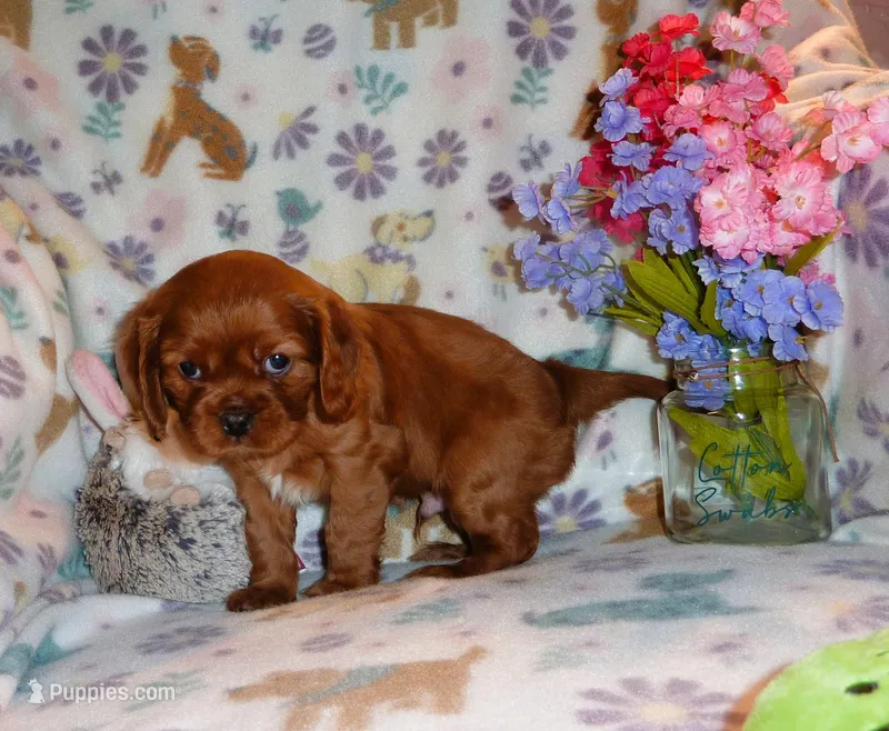 Liam – Cavalier King Charles Spaniel puppy for sale in Woonsocket, RI