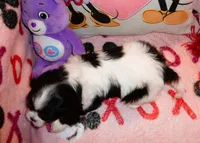 Cadence, a female Cavalier King Charles Spaniel for sale in Woonsocket, RI – Photo 4 of 6