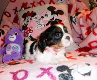 Cadence, a female Cavalier King Charles Spaniel for sale in Woonsocket, RI – Photo 1 of 6