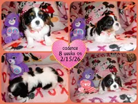 Cadence, a female Cavalier King Charles Spaniel for sale in Woonsocket, RI – Photo 2 of 6