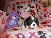 Cadence, a female Cavalier King Charles Spaniel for sale in Woonsocket, RI – Photo 5 of 6