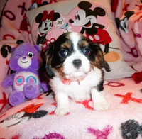Cadence, a female Cavalier King Charles Spaniel for sale in Woonsocket, RI – Photo 3 of 6