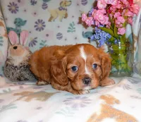 Sullivan, a male Cavalier King Charles Spaniel for sale in Woonsocket, RI – Photo 4 of 5