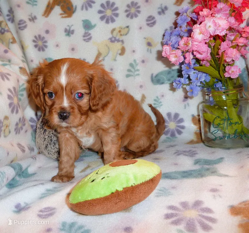 Sullivan – Cavalier King Charles Spaniel puppy for sale in Woonsocket, RI