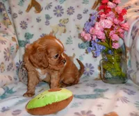 Sullivan, a male Cavalier King Charles Spaniel for sale in Woonsocket, RI – Photo 5 of 5