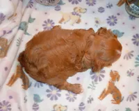 Sullivan, a male Cavalier King Charles Spaniel for sale in Woonsocket, RI – Photo 3 of 5