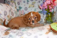 Sullivan, a male Cavalier King Charles Spaniel for sale in Woonsocket, RI – Photo 2 of 5
