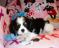 Sir Gunner, a male Cavalier King Charles Spaniel for sale in Woonsocket, RI – Photo 3 of 7