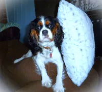 Sir Gunner, a male Cavalier King Charles Spaniel for sale in Woonsocket, RI – Photo 7 of 7