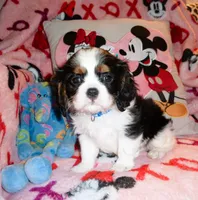 Sir Gunner, a male Cavalier King Charles Spaniel for sale in Woonsocket, RI – Photo 1 of 7