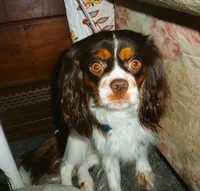 Sir Gunner, a male Cavalier King Charles Spaniel for sale in Woonsocket, RI – Photo 6 of 7