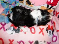 Sir Gunner, a male Cavalier King Charles Spaniel for sale in Woonsocket, RI – Photo 5 of 7
