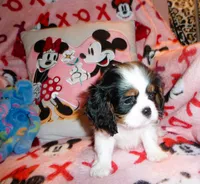 Sir Gunner, a male Cavalier King Charles Spaniel for sale in Woonsocket, RI – Photo 4 of 7