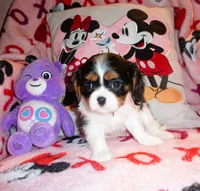 Lady Hayden, a female Cavalier King Charles Spaniel for sale in Woonsocket, RI – Photo 1 of 7