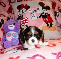 Lady Hayden, a female Cavalier King Charles Spaniel for sale in Woonsocket, RI – Photo 3 of 7
