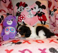 Lady Hayden, a female Cavalier King Charles Spaniel for sale in Woonsocket, RI – Photo 5 of 7