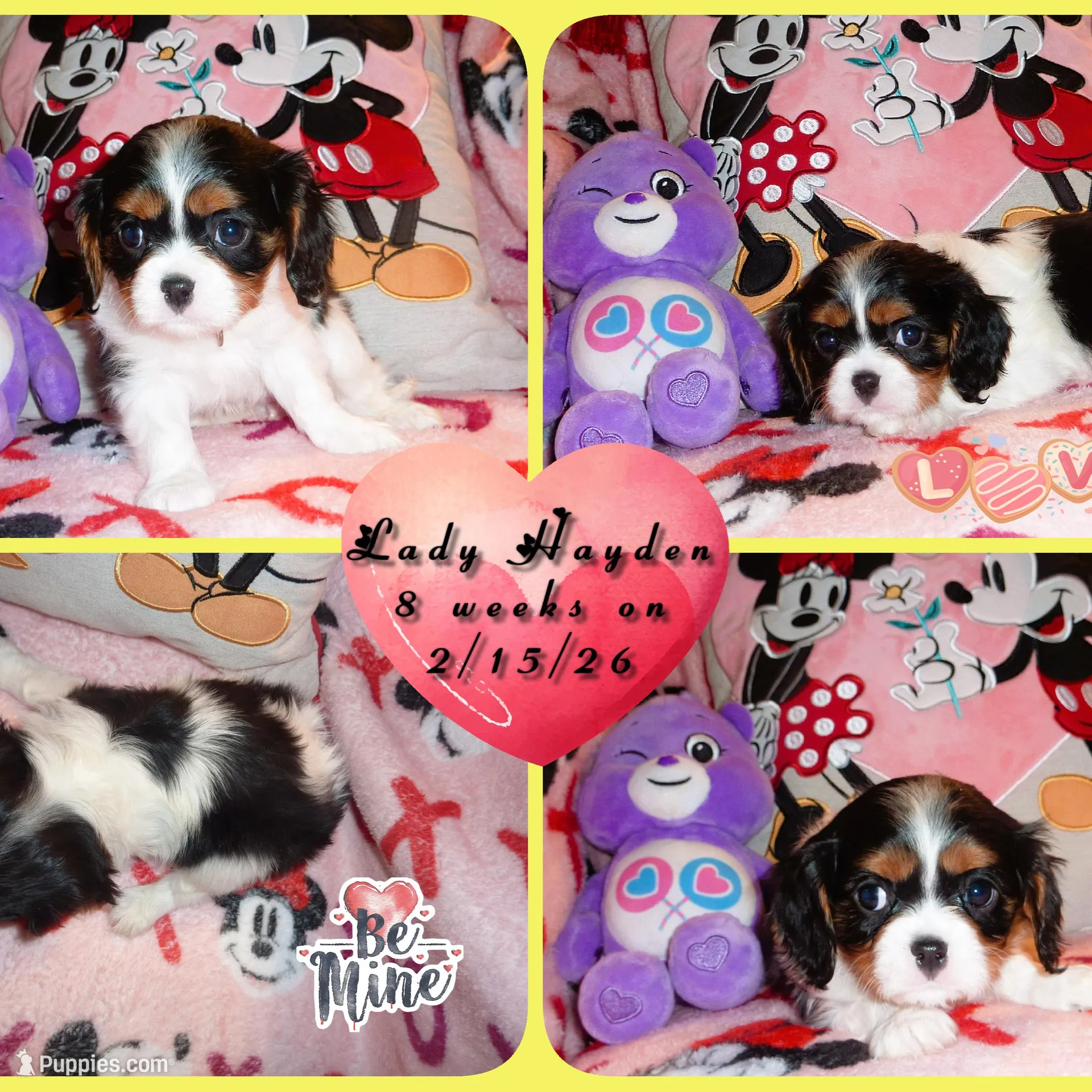 Lady Hayden, a female Cavalier King Charles Spaniel for sale in Woonsocket, RI – Photo 2 of 7
