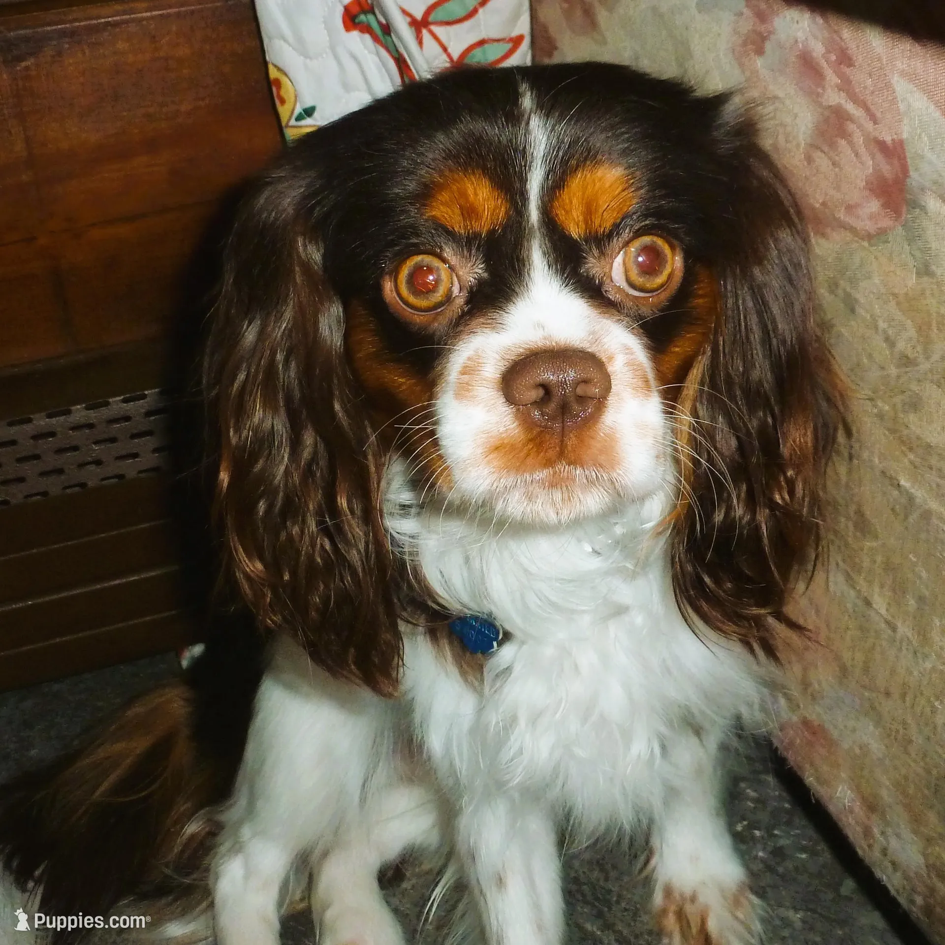 Lady Hayden, a female Cavalier King Charles Spaniel for sale in Woonsocket, RI – Photo 6 of 7