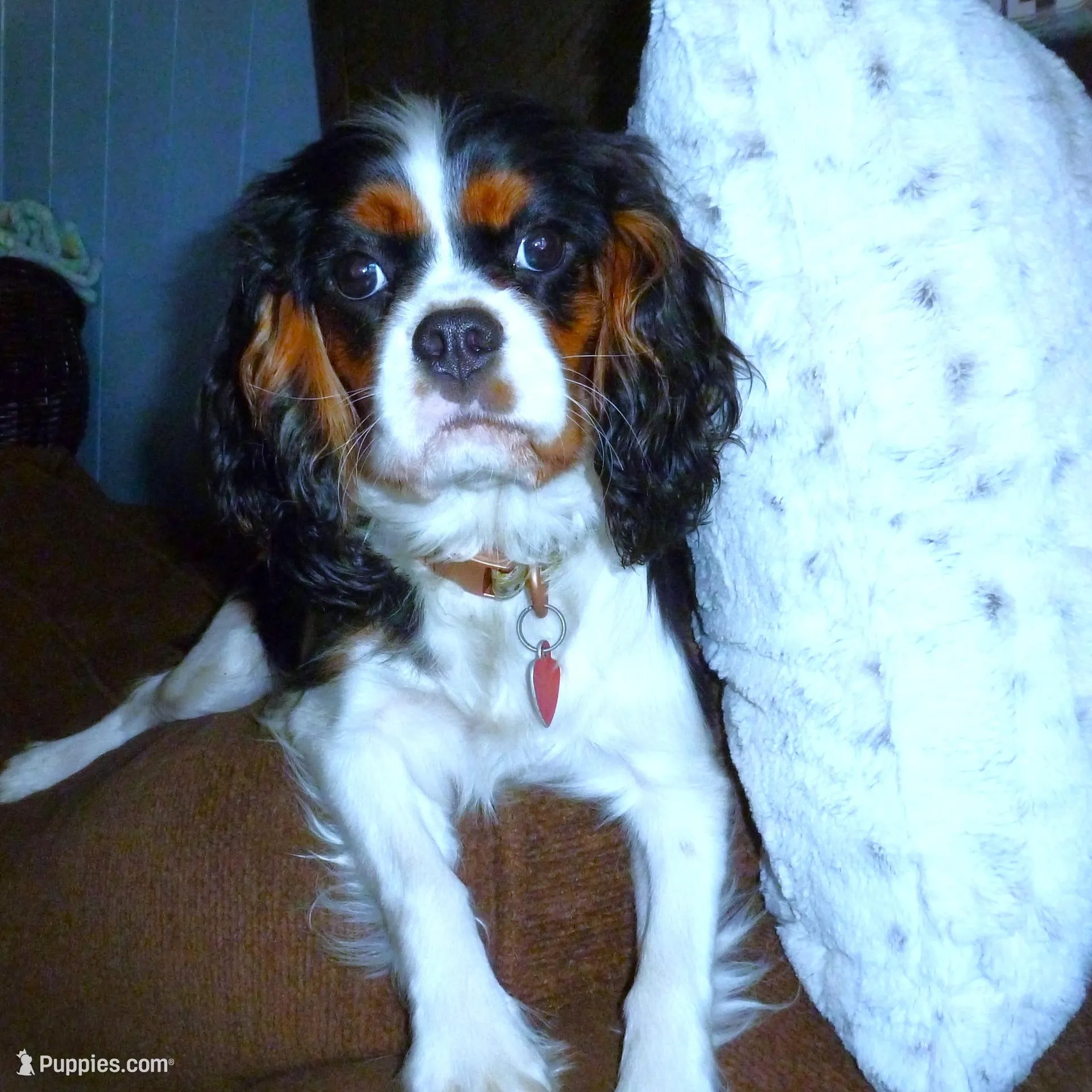Lady Hayden, a female Cavalier King Charles Spaniel for sale in Woonsocket, RI – Photo 7 of 7