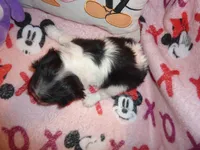 Lady Hayden, a female Cavalier King Charles Spaniel for sale in Woonsocket, RI – Photo 4 of 7