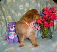 starlight, a female Cavalier King Charles Spaniel and Pomeranian for sale in Woonsocket, RI – Photo 5 of 5