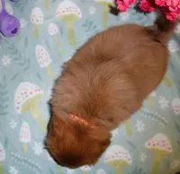 starlight, a female Cavalier King Charles Spaniel and Pomeranian for sale in Woonsocket, RI – Photo 3 of 5