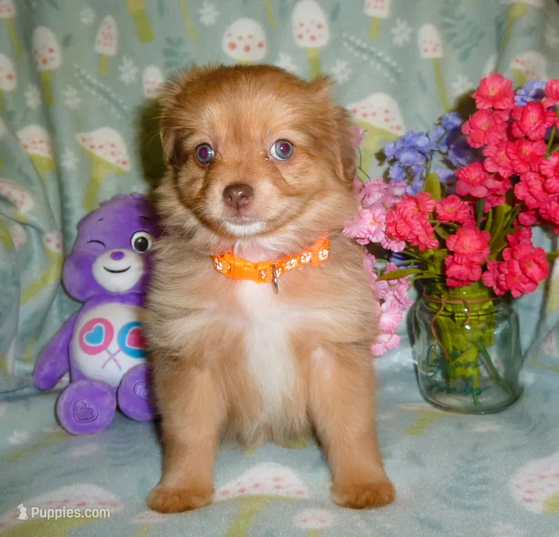 starlight – Cavalier King Charles Spaniel, Pomeranian puppy for sale in Woonsocket, RI