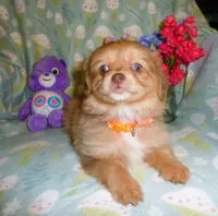 starlight, a female Cavalier King Charles Spaniel and Pomeranian for sale in Woonsocket, RI – Photo 2 of 5