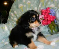 Moonbeam, a female Cavalier King Charles Spaniel and Pomeranian for sale in Woonsocket, RI – Photo 2 of 5