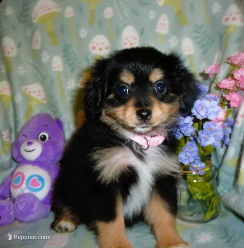 Moonbeam – Cavalier King Charles Spaniel, Pomeranian puppy for sale in Woonsocket, RI
