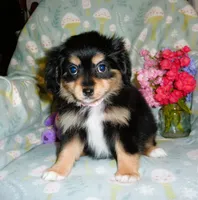 Moonbeam, a female Cavalier King Charles Spaniel and Pomeranian for sale in Woonsocket, RI – Photo 5 of 5