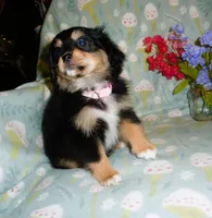 Moonbeam, a female Cavalier King Charles Spaniel and Pomeranian for sale in Woonsocket, RI – Photo 4 of 5
