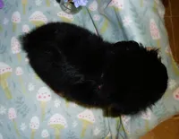 Moonbeam, a female Cavalier King Charles Spaniel and Pomeranian for sale in Woonsocket, RI – Photo 3 of 5