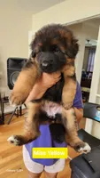 Miss. Yellow , a female German Shepherd Dog for sale in Chesapeake, VA – 4 of 10