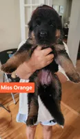 Miss Orange , a female German Shepherd Dog for sale in Chesapeake, VA – 2 of 8