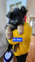 AKC Mr.blue, a male German Shepherd Dog for sale in Chesapeake, VA – Photo 7 of 9