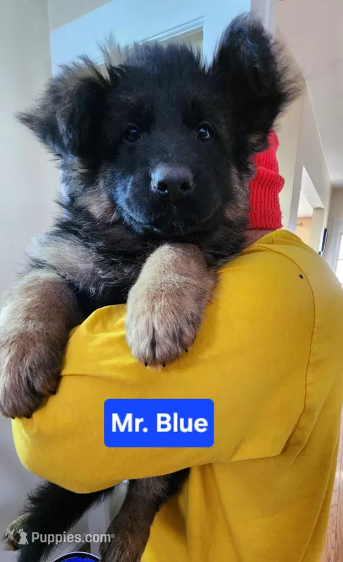 AKC Mr.blue