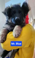 AKC Mr.blue, a male German Shepherd Dog for sale in Chesapeake, VA – Photo 1 of 9