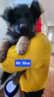 AKC Mr.blue, a male German Shepherd Dog for sale in Chesapeake, VA – Photo 9 of 9
