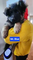 AKC Mr.blue, a male German Shepherd Dog for sale in Chesapeake, VA – Photo 8 of 9
