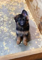Miss Yellow , a female German Shepherd Dog for sale in Chesapeake, VA – 2 of 10
