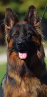 Miss. Yellow , a female German Shepherd Dog for sale in Chesapeake, VA – 5 of 10