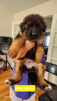 Miss. Yellow , a female German Shepherd Dog for sale in Chesapeake, VA – 2 of 10