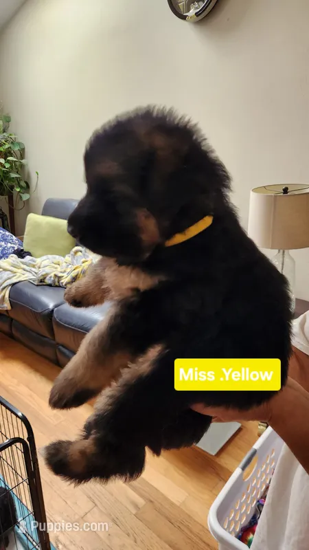 Miss Yellow , a female German Shepherd Dog for sale in Chesapeake, VA – 1 of 6