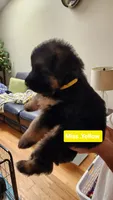 Miss Yellow , a female German Shepherd Dog for sale in Chesapeake, VA – 1 of 6