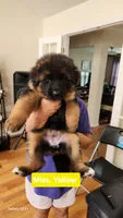 Miss. Yellow , a female German Shepherd Dog for sale in Chesapeake, VA – 3 of 10