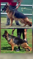 Miss. Yellow , a female German Shepherd Dog for sale in Chesapeake, VA – 8 of 10